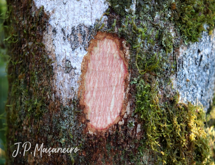 Mimosa scabrella