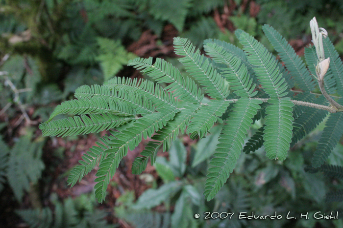 Mimosa scabrella