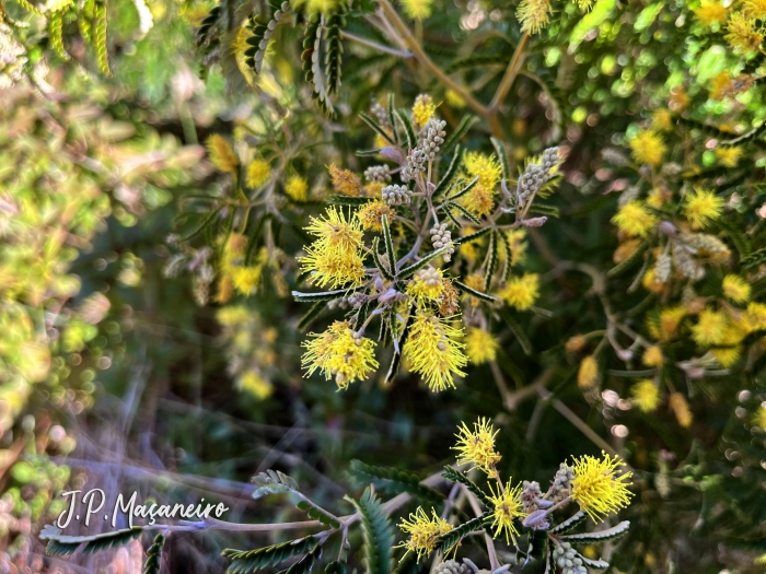 Mimosa scabrella