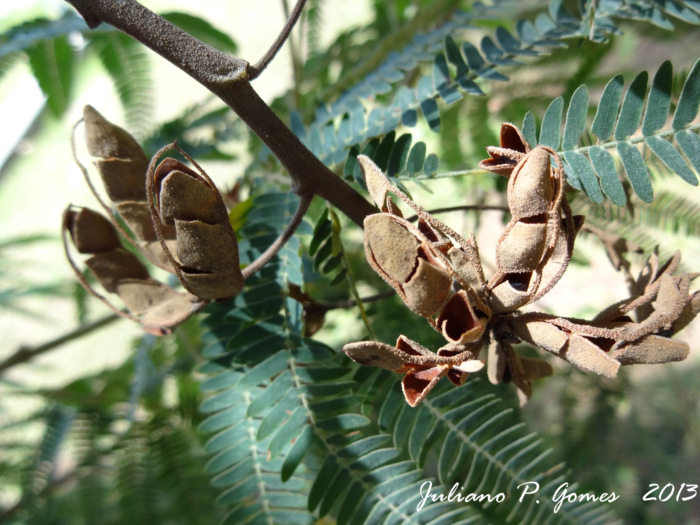 Mimosa scabrella