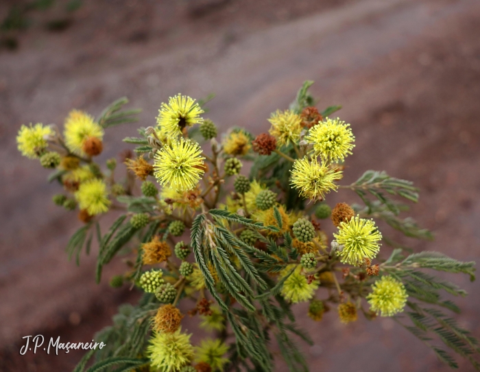 Mimosa scabrella