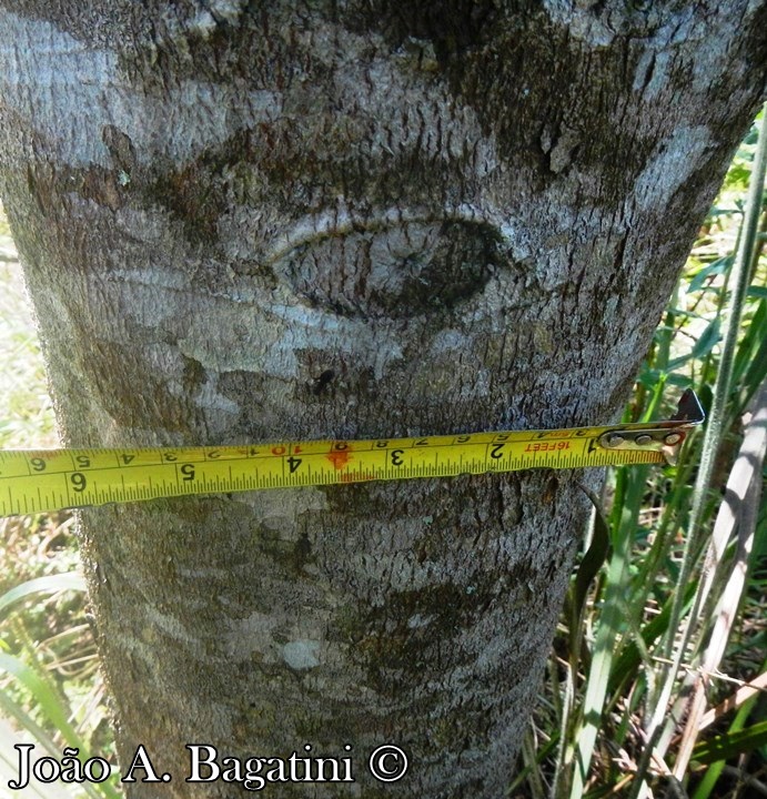 Mimosa scabrella