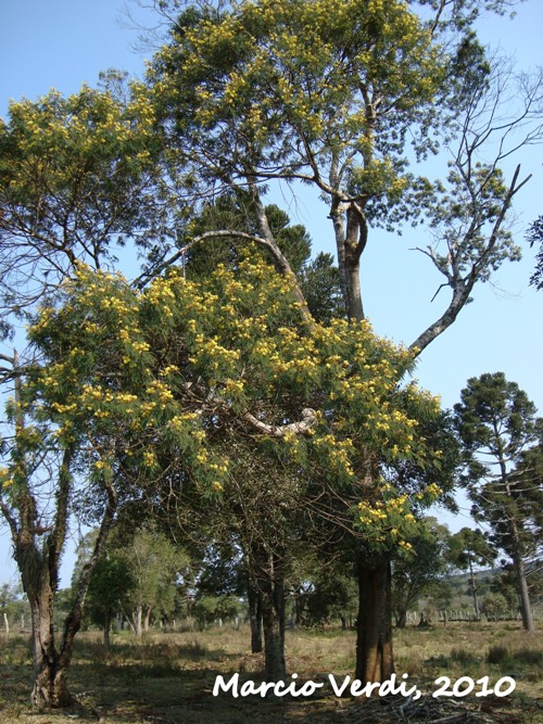 Mimosa scabrella