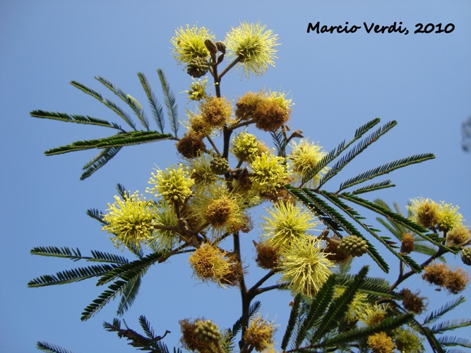 Mimosa scabrella