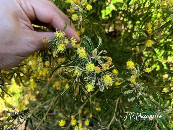 Mimosa scabrella