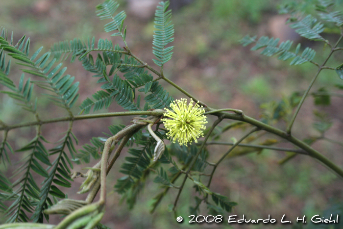 Mimosa scabrella