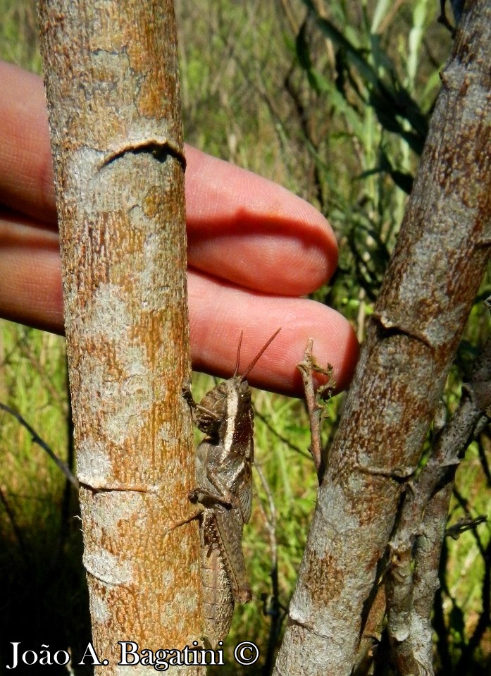 Mimosa scabrella