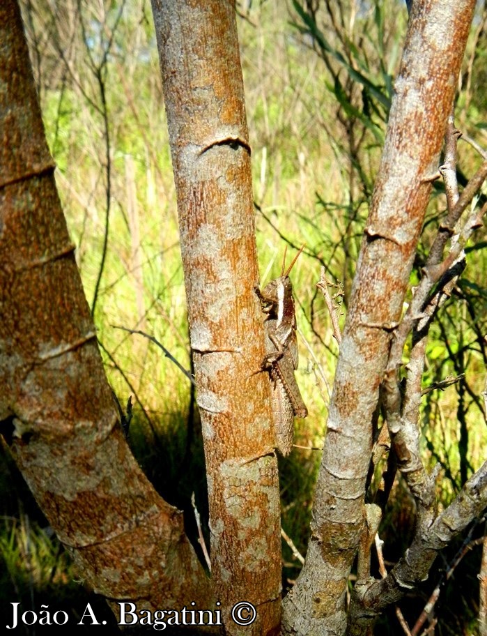 Mimosa scabrella