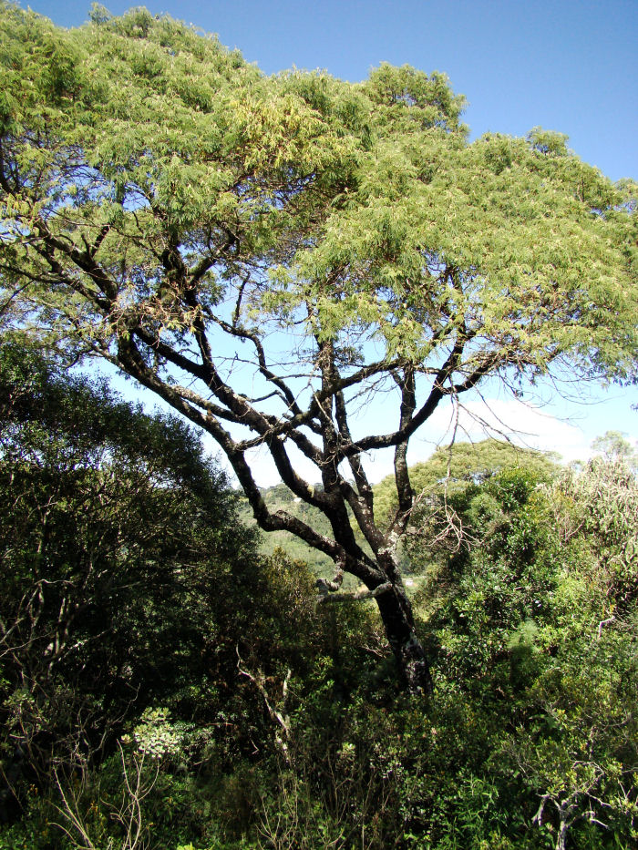 Mimosa scabrella
