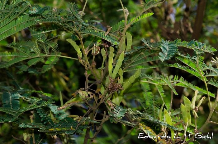 Mimosa scabrella