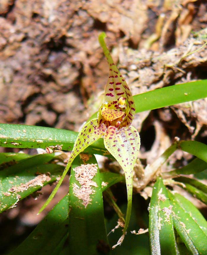 Dryadella zebrina