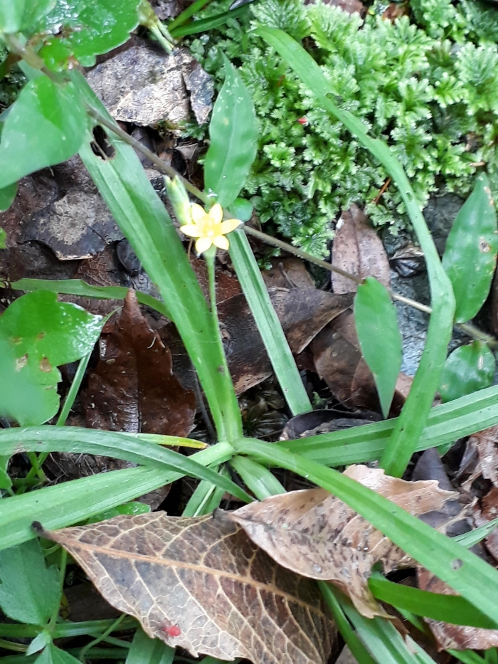 Hypoxis decumbens