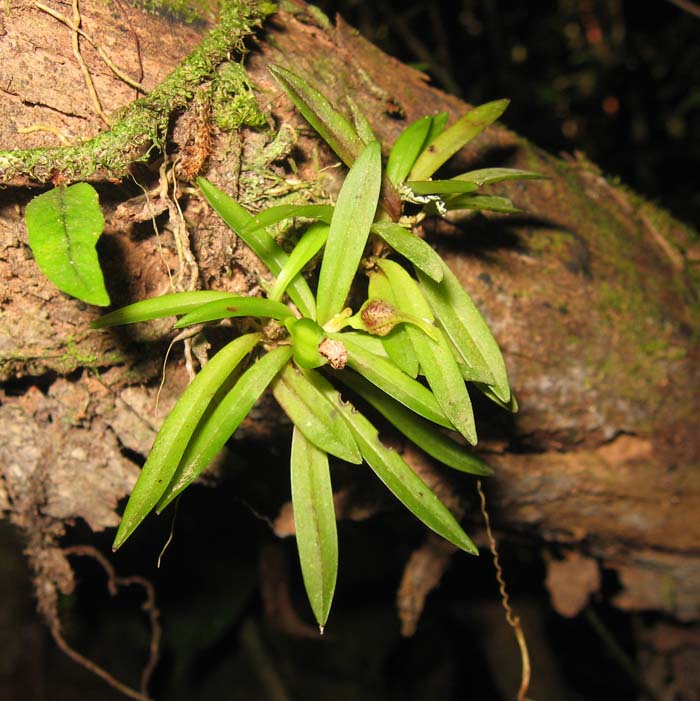 Dryadella zebrina