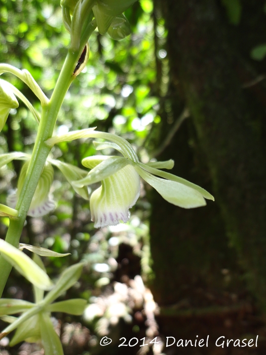 Galeandra beyrichii