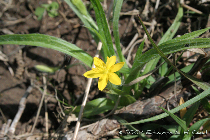 Hypoxis decumbens