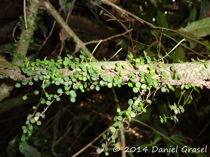 Peperomia delicatula