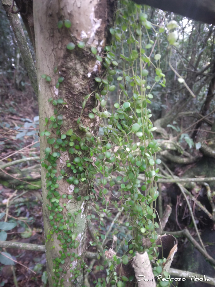Peperomia delicatula
