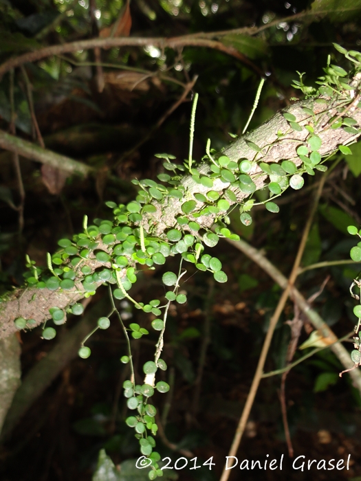 Peperomia delicatula