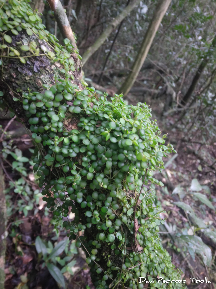 Peperomia delicatula