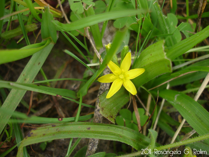 Hypoxis decumbens