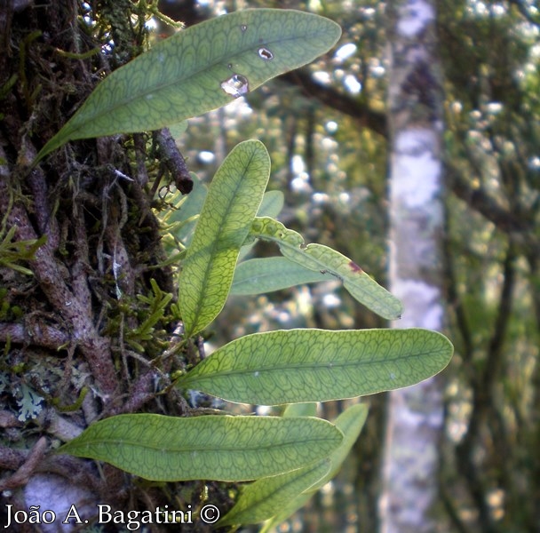 Microgramma squamulosa