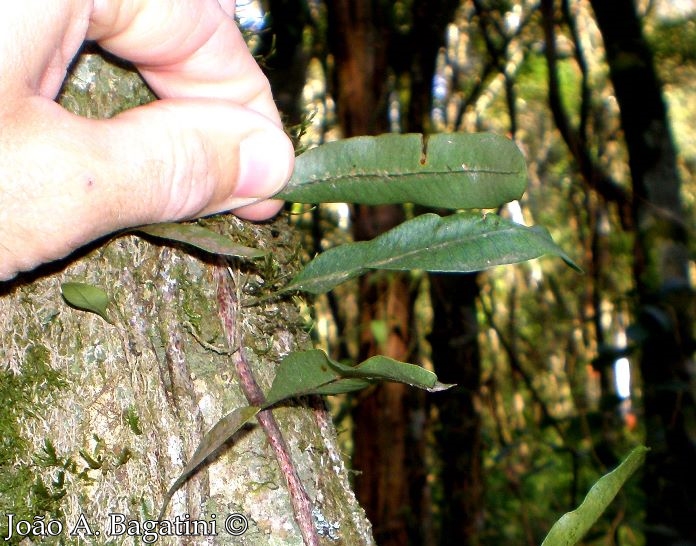 Microgramma squamulosa