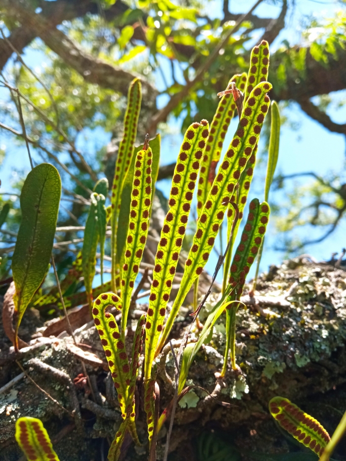Microgramma squamulosa