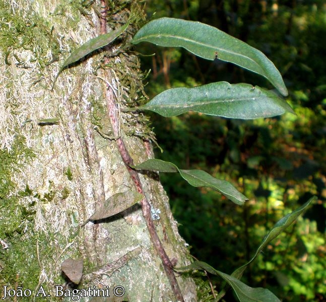 Microgramma squamulosa