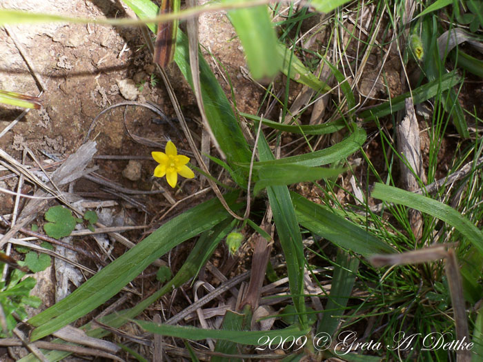 Hypoxis decumbens