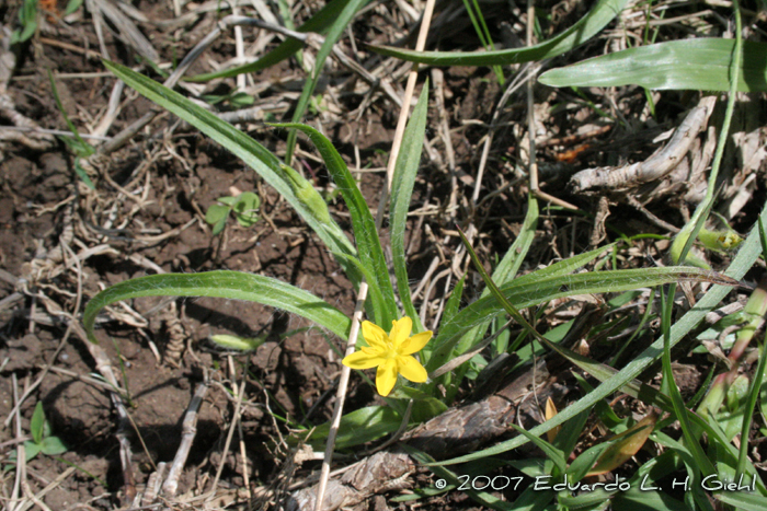 Hypoxis decumbens