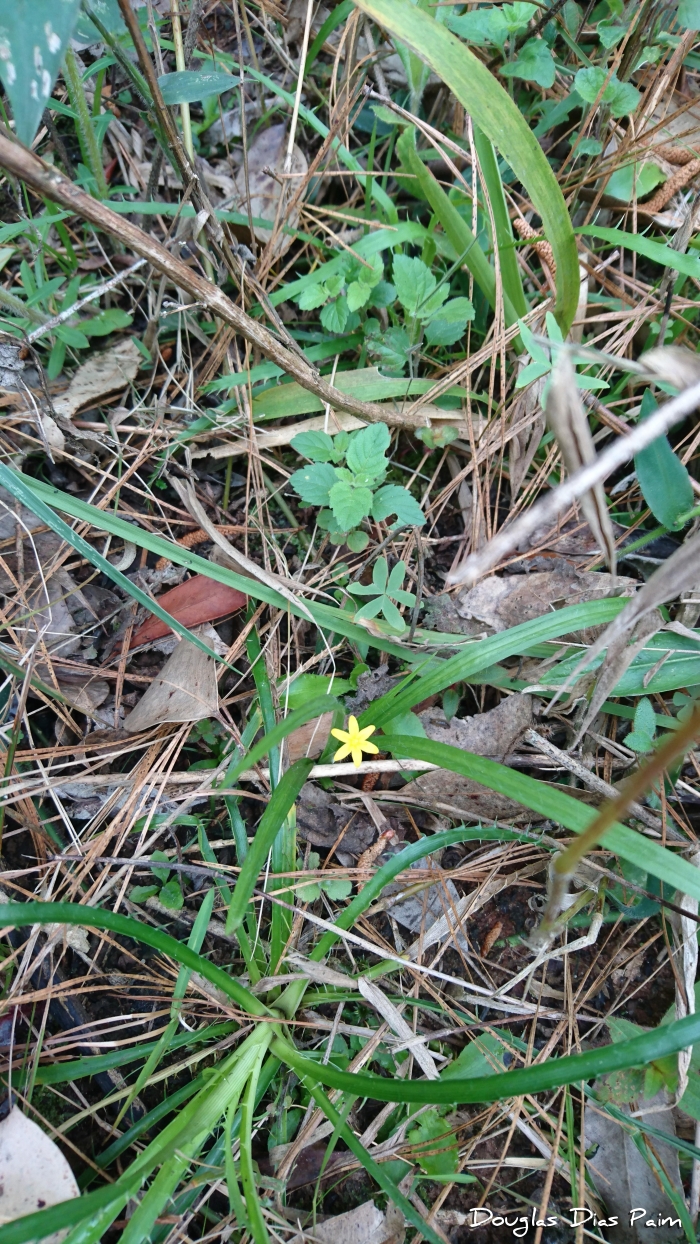 Hypoxis decumbens