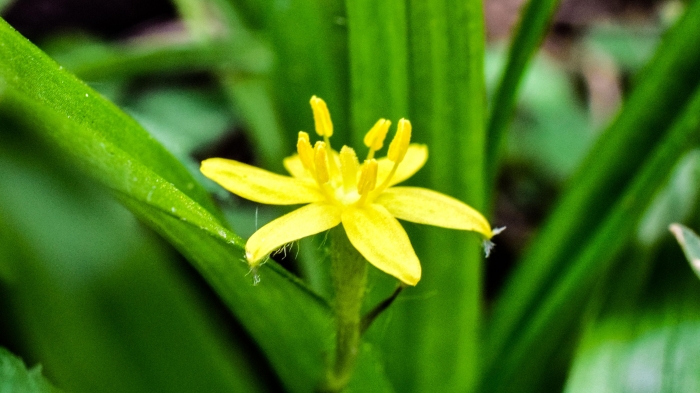 Hypoxis decumbens