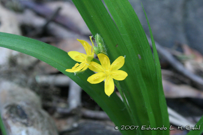 Hypoxis decumbens