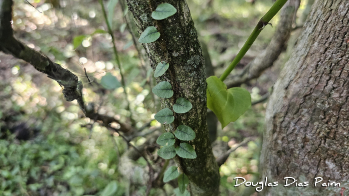 Microgramma vacciniifolia