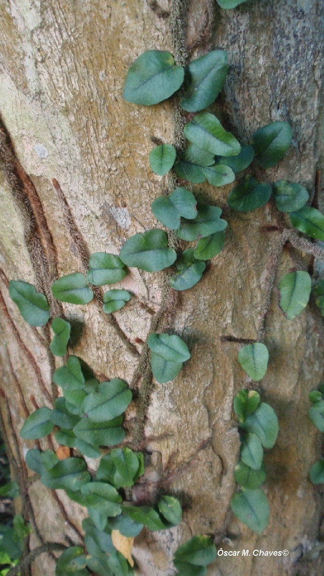 Microgramma vacciniifolia