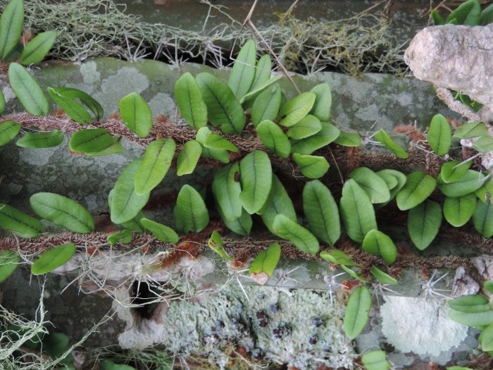 Microgramma vacciniifolia