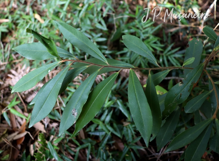 Myrsine coriacea