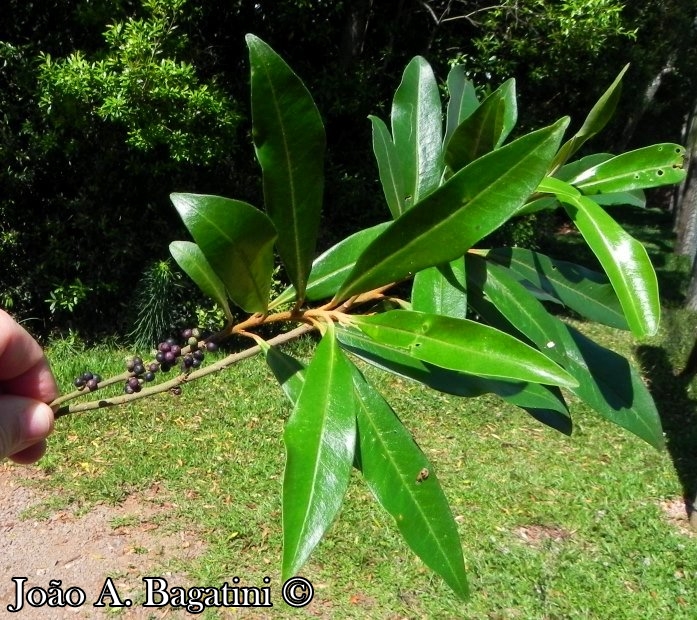 Myrsine coriacea