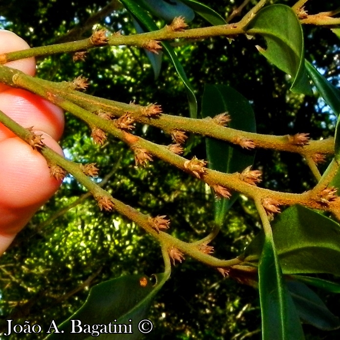 Myrsine coriacea