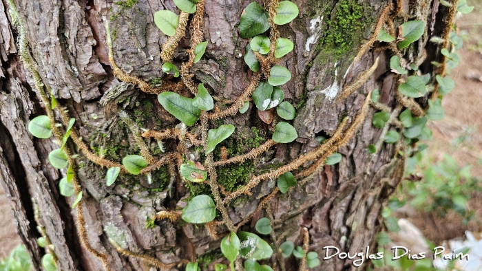 Microgramma vacciniifolia