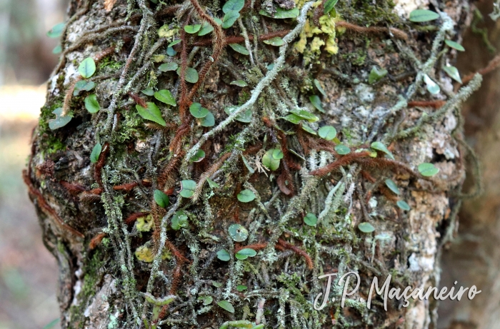 Microgramma vacciniifolia