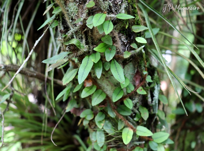 Microgramma vacciniifolia