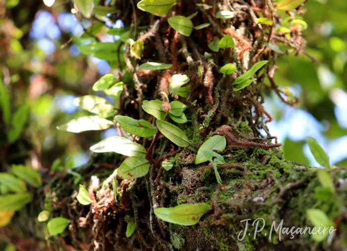 Microgramma vacciniifolia