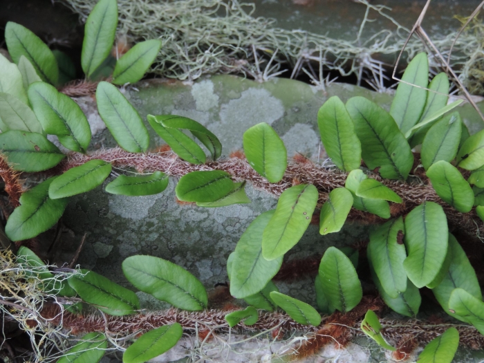 Microgramma vacciniifolia