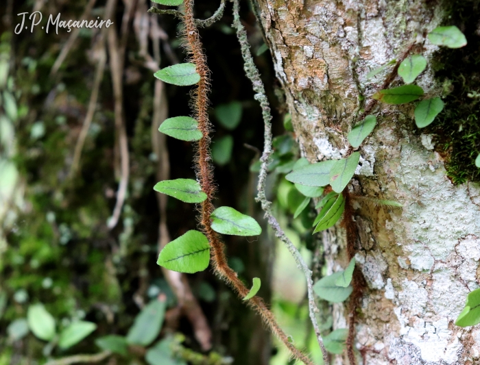 Microgramma vacciniifolia