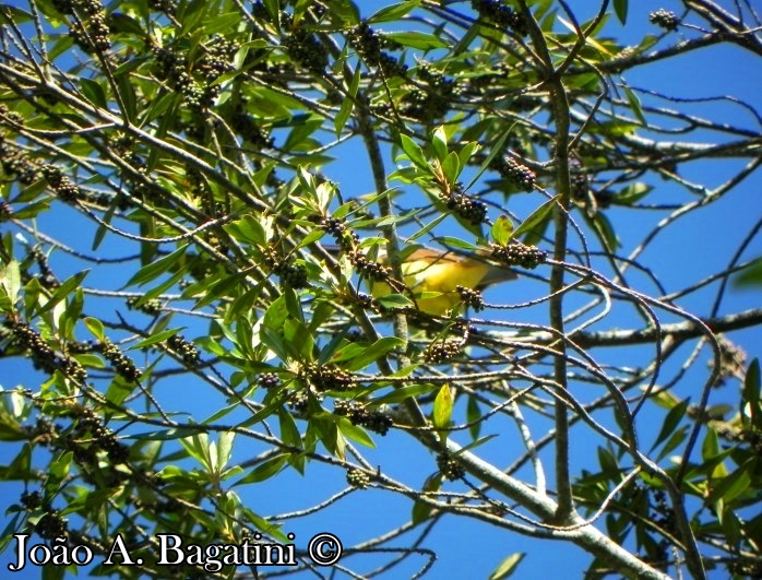 Myrsine coriacea