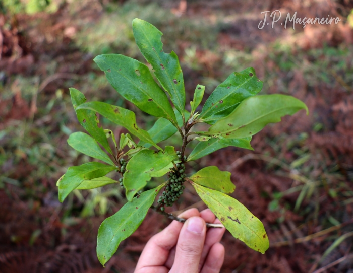 Myrsine coriacea
