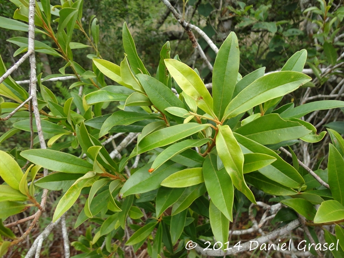 Myrsine coriacea