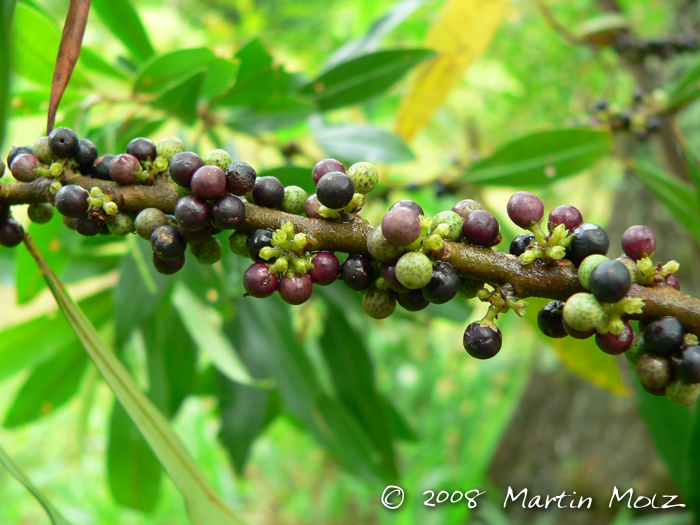 Myrsine coriacea