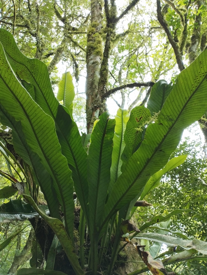 Niphidium rufosquamatum